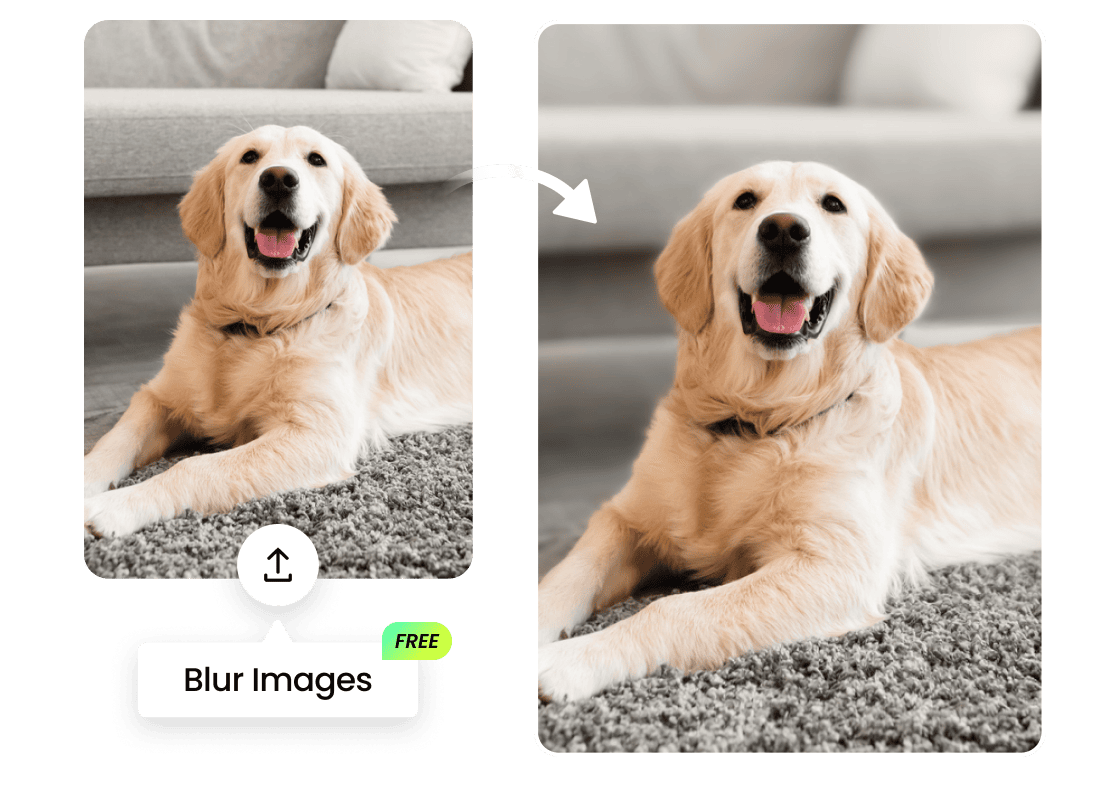 Làm mờ nền ảnh với PhotoCat