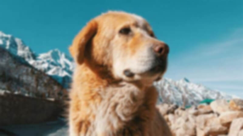 Extensor de Imagem 
Desfazer recorte de imagem