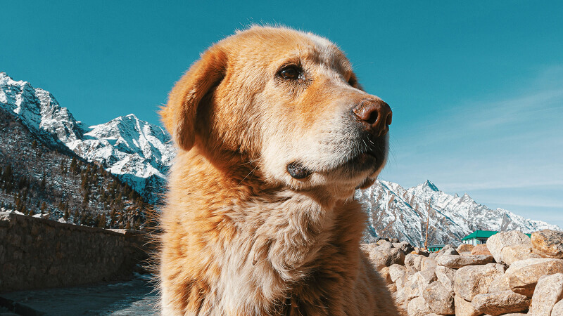 Extensor de Imagem 
Desfazer recorte de imagem