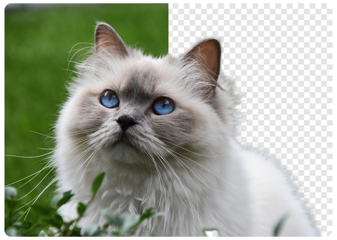 BeautyPlus PNG Maker