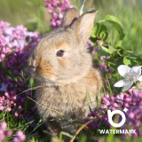 hapus watermark video online